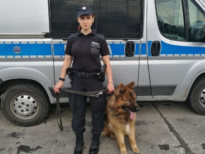 Policyjny pies Borys odnalazł zaginioną Włocławiankę [zdjęcia]