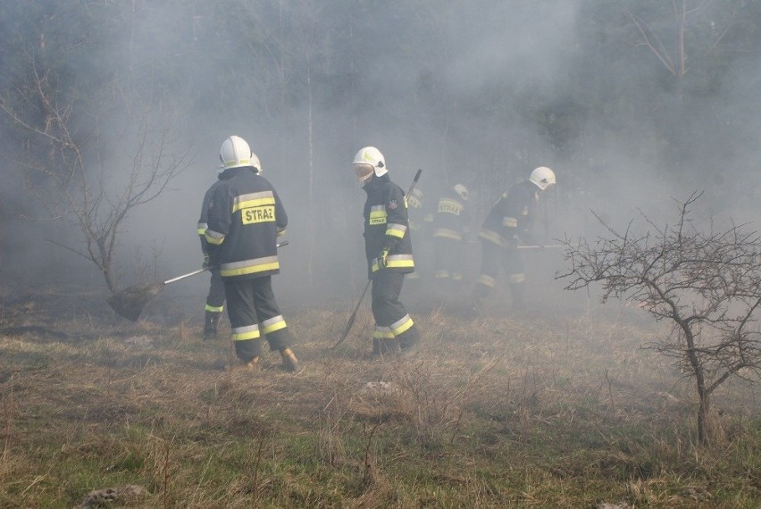 Pożary traw pod Kielcami. Strażacy mieli pełne ręce roboty