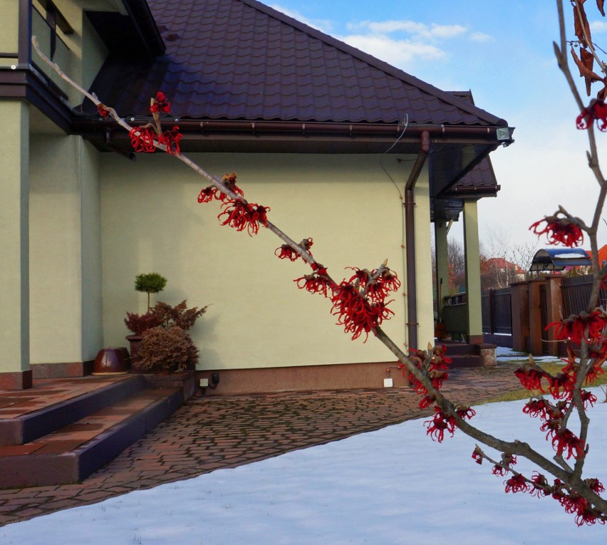 Kwitnący krzew to niespotykany zimą widok w Tarnowie. Oczary...