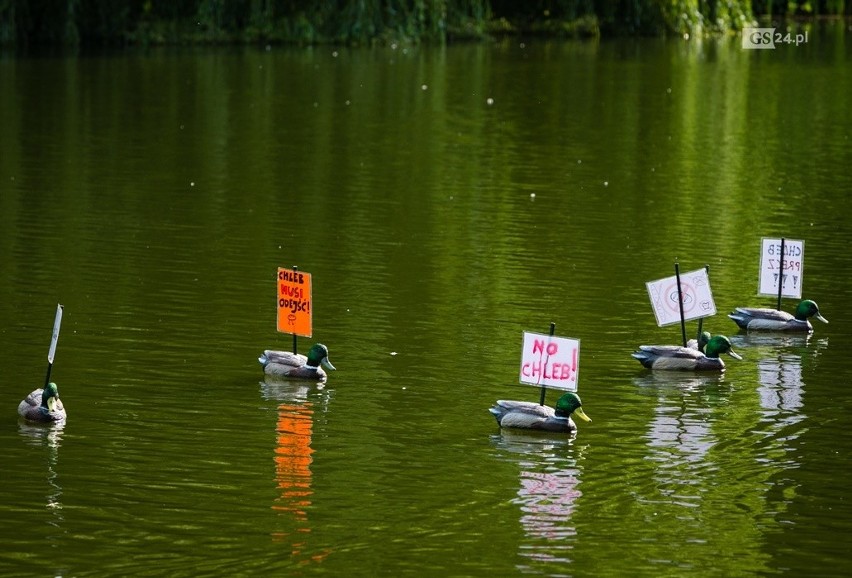 Ptasi protest na Rusałce. Kaczki nie chcą być karmione chlebem!