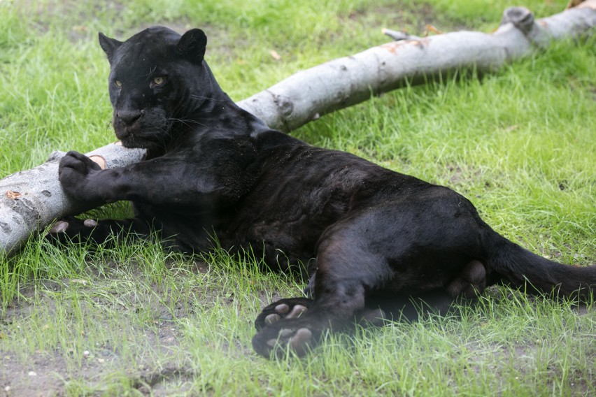 Krakowski Ogród Zoologiczny. Lwy azjatyckie i czarne jaguary dostały nowoczesne wybiegi [ZDJĘCIA]