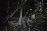 Wilk uratowany w lesie koło Opoczna. Wilczyca wpadła we wnyki kłusowników [ZDJĘCIA]