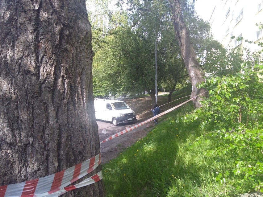 Wycinka przy ul. Ptasiej w Zielonej Górze. "Istniało duże niebezpieczeństwo"