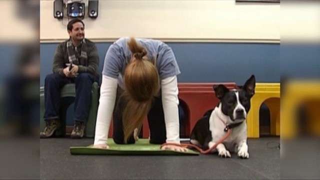 "Doga", czyli joga dla psów (WIDEO