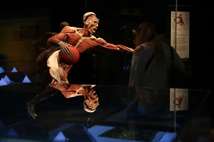 Wystawa ludzkich ciał Body Worlds w Katowicach od 10 lutego