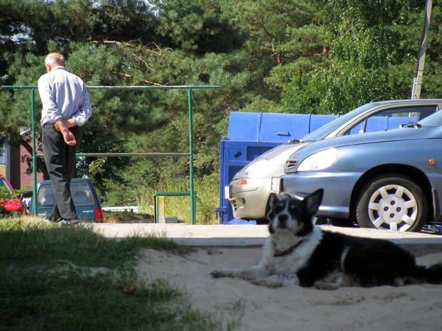 Z tygodnia na tydzień na ulicach Wasilkowa pojawia się coraz więcej bezpańskich psów. Planowana budowa schroniska ma rozwiązać ten problem.