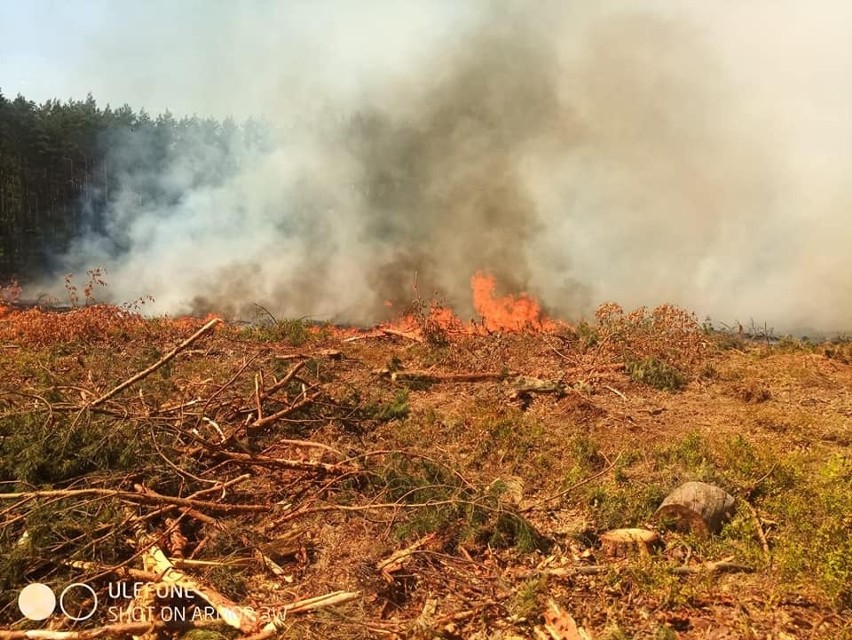 Pożar lasu w gminie Złocieniec. Z ogniem walczyło 13 załóg...