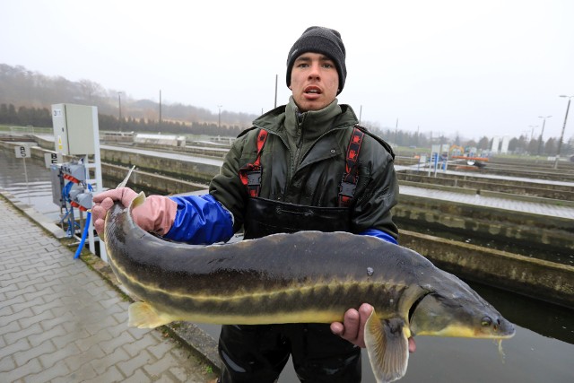 Pierwsze ryby umieszczono w betonowych stawach kilka miesięcy temu.