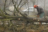 Miasto traci kolejne drzewa. Eksperci ostrzegają mieszkańców
