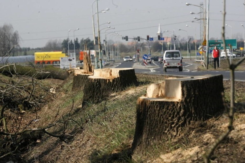 Już trwa budowa drogi S3 pod Legnicą. Wycinają drzewa i wyburzają altany (ZDJĘCIA)