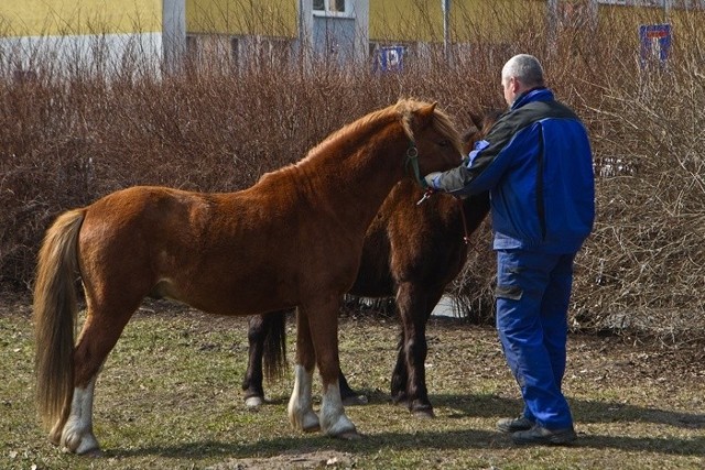 Sympatyczne kuce znów stanowiły potencjalne zagrożenie dla kierowców. Gdyby doszło do wypadku, one również mogłyby ucierpiec.