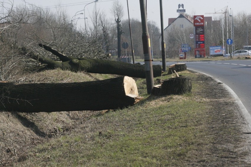 Wycięli setki drzew. To początek budowy drogi S3 (ZDJĘCIA)