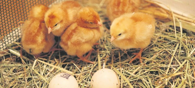 Jajka to jeden z symboli Świąt Wielkanocnych. Od tysiącleci uznawane są za symbol życia, odradzania się, zmartwychwstania. Jaja kurze wykorzystujemy do tworzenia pisanek, a co z innymi jajkami?