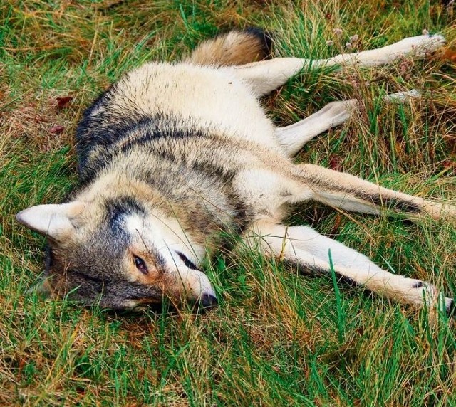 Znaleziony pod Międzychodem martwy wilk został prawdopodobnie potrącony przez samochód