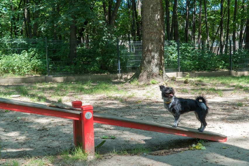 Powstaną nowe wybiegi dla psów w Piotrowicach i na Osiedlu Tysiąclecia