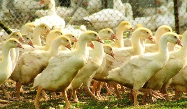 W gminie Koźminek zlokalizowano dwa ogniska ptasiej grypy. Wirusa wykryto w gospodarstwie w Chodybkach i w Starym Karolewie. W sumie znajduje się tam 22 tysiące kaczek.
