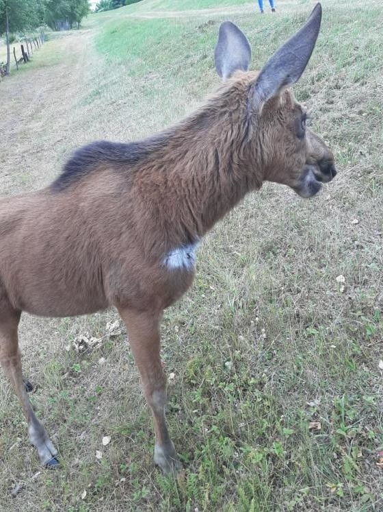 Ostrołęka. Ranny młody łoś błąkał się w okolicach wału przeciwpowodziowego. Nie bał się ludzi, wręcz za nimi podążał, nie odstępując na krok