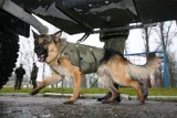 Psy służące w armii będą miały stopnie wojskowe. Od szeregowego do sierżanta