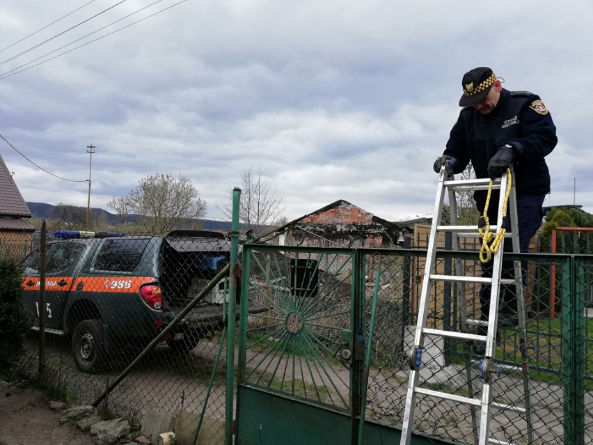 Porzucone psy w Gdyni. Zwierzęta przez około dwa miesiące przebywały na posesji bez wody i jedzenia [zdjęcia]