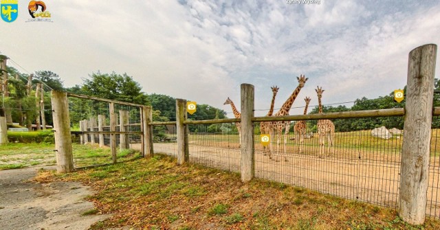 Wirtualne zwiedzanie zoo.