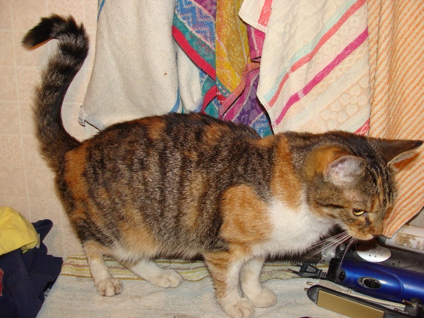 Z maila wziętel: Śliczna domowa kotka do oddania