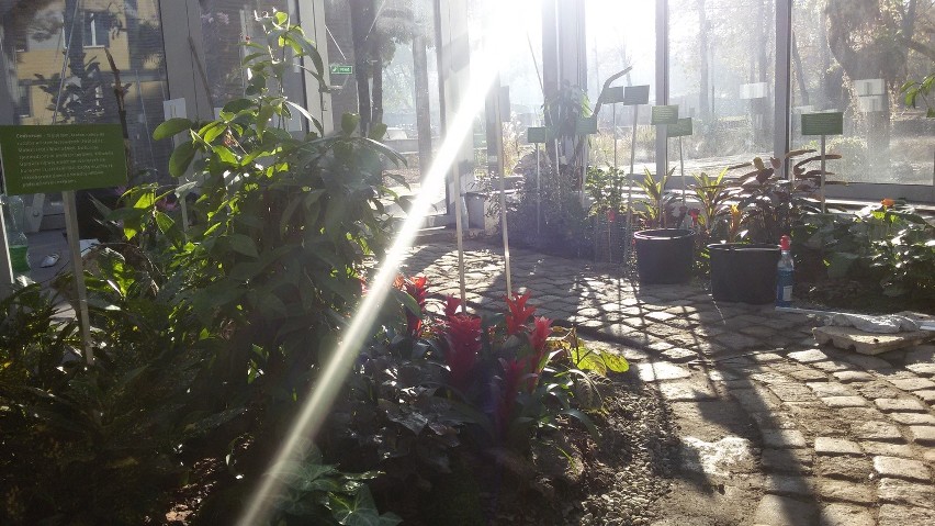 Bytom: Miniarboretum - egzotyczny ogród przy parku miejskim