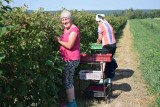 Oficjalna część Maliniaków 2018 odwołana. "Plantatorzy w dramatycznej sytuacji, nie ma czego świętować"