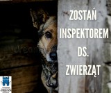 Toruń. Towarzystwo Ochrony Praw Zwierząt szuka wolontariuszy. Kto może zostać inspektorem?