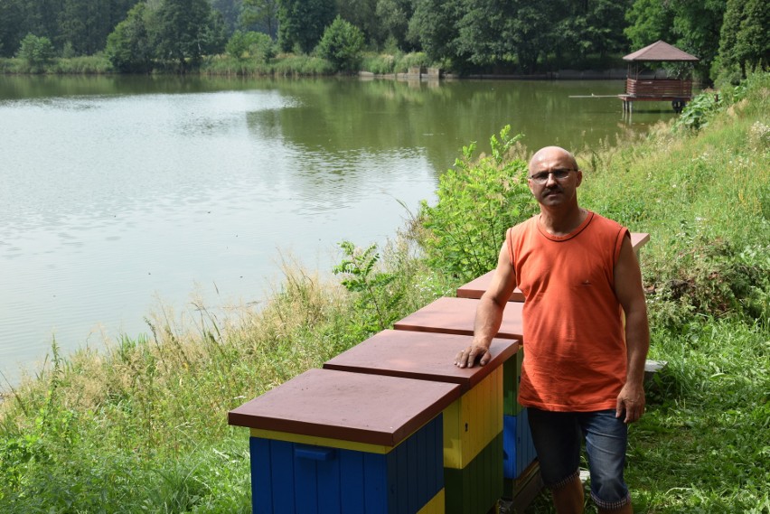 W Żorach pszczoły mają się świetnie. Z wizytą u pszczelarza Leszka Szwedy - ZDJĘCIA I WIDEO