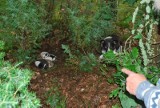 Dzięki naszej interwencji porzucona w lesie suczka ze szczeniakami trafi do schroniska
