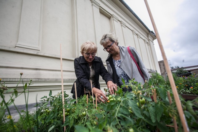 Monika Skorobohata i Grażyna Grzelak oglądają pomidory, które już wyrosły w „Ogrodzie Uprawy Sztuki”