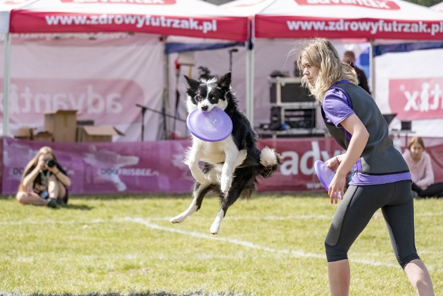 W sobotę na poznańskiej Cytadeli rozpoczęły się zawody „Latających psów”. To nic innego, jak pokazy psich akrobacji, które cieszą się dużą popularnością, zwłaszcza wśród najmłodszych. Zawody potrwają do niedzieli.