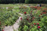 W Rosarium w Parku Śląskim pięknie kwitną róże. Ale kwietniki są zarośnięte trawą. Sami zobaczcie...