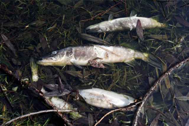 Przyducha to niebezpieczne zjawisko dla ryb i innych żywych organizmów w zbiorniku wodnym