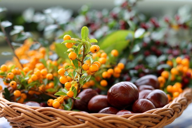 Dzikie owoce to smaczny i wartościowy surowiec do przygotowania domowych przetworów. Nie tylko wzbogacą zimową dietę, ale też pomogą zadbać o oporność i leczyć częste dolegliwości i choroby. Sprawdź, jak działają najcenniejsze dary jesieni!