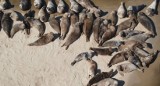 Foki także miały majówkę! Rekordowa ich liczba wylegiwała się na plażach nieopodal ujścia przekopu Wisły i Wyspy Sobieszewskiej