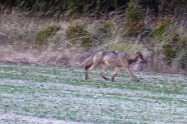 Wilk w Puszczy Bukowej! Takie nagranie to szczęście [WIDEO] 