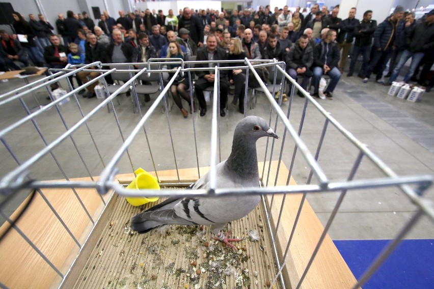 Aukcja gołębi w Targach Kielce. Zebrano dużą kwotę (WIDEO, zdjęcia)