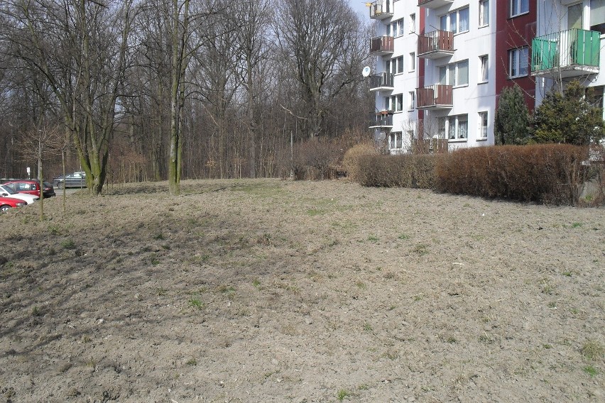 Bytom: Dziki opanowały Miechowice. Niszczą trawniki i ogródki przy blokach