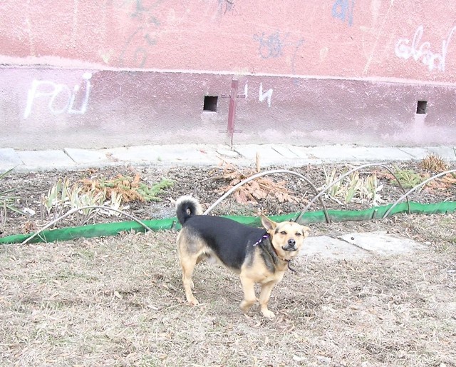 Przez kilka dni bezpańskie psy będą przetrzymywane przez wolontariuszy z Ogrodu Św. Franciszka. Jeśli właściciel nie zgłosi się gmina stanie przed dylematem co dalej z takim czworonogiem