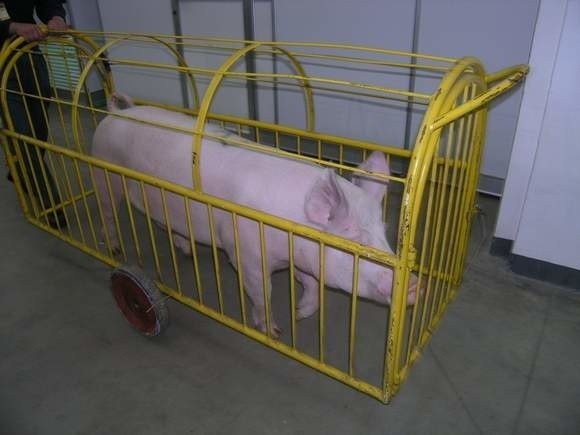 Żaden z przypadków ASF nie dotyczył świń hodowlanych! Zwierzęta w polskich gospodarstwach są wolne od wirusa afrykańskiego pomoru świń.