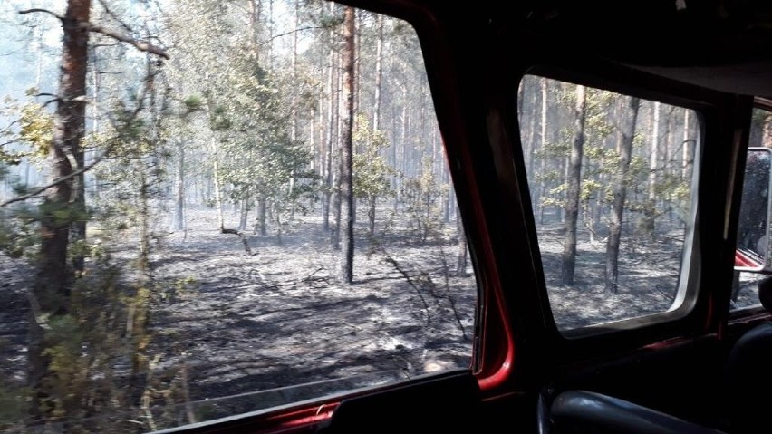 Ogień zajął wiele hektarów lasów w powiecie przysuskim