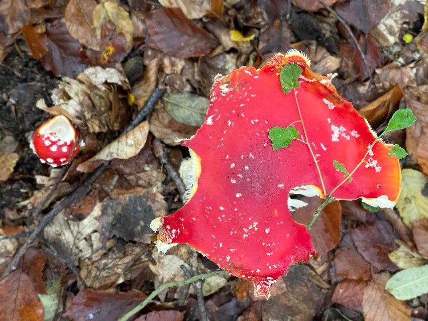 Jesienny spacer po Puszczy Bukowej. Kolorowe liście i... kolorowe grzyby [ZDJĘCIA]