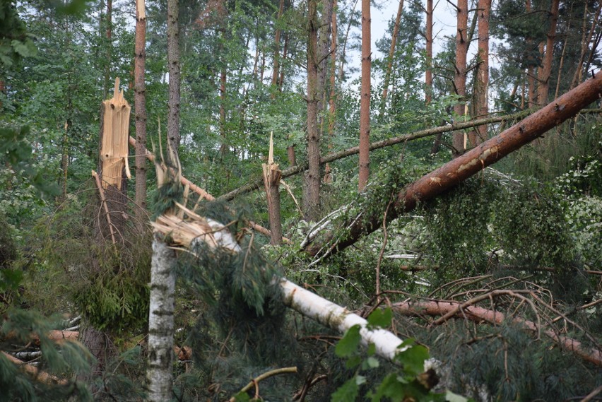Las w Kuźni Raciborskiej zniszczyła trąba powietrzna
