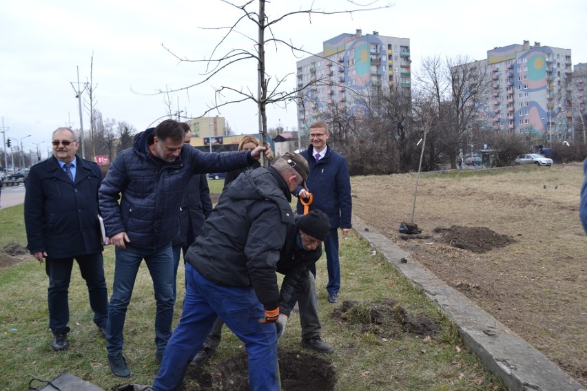 Gdzieś wycinają drzewa a w Częstochowie sadzą ZDJĘCIA