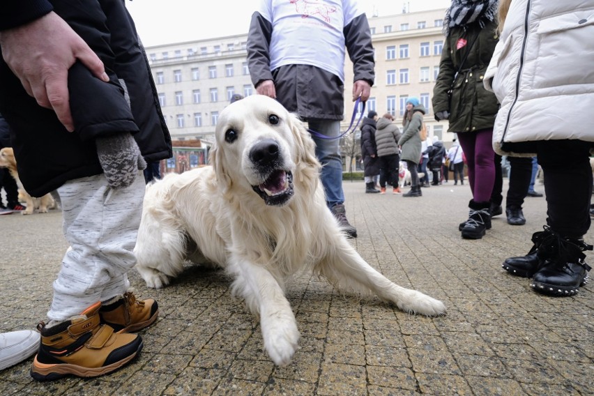 Golden retrievery i charty przyłączyły się do kwesty na...