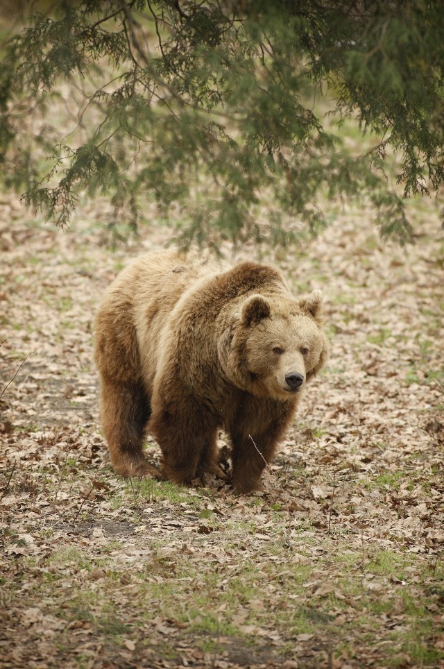 O tej porze roku niedźwiedzie zwykle śpią, ale tej zimy jest inaczej. W Beskidach buszują na całego. Wszystko przez pogodę