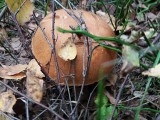 W lasach pod Sieradzem rosną taaaakie grzyby! Sprawdźcie gdzie - ZDJĘCIA