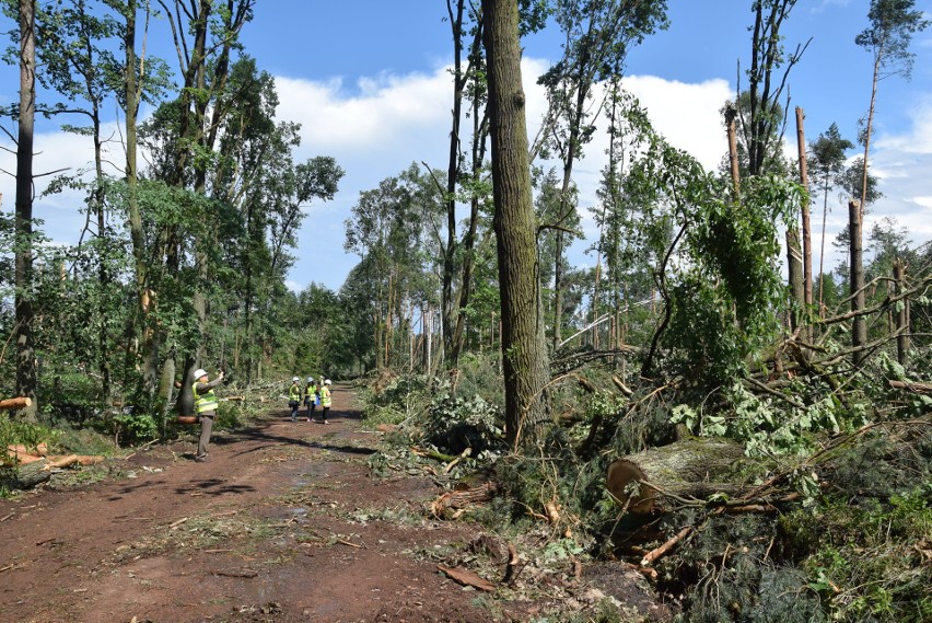 Piątkowa trąba powietrzna zniszczyła 1500 ha lasu w...