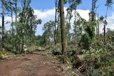 Trąba powietrzna w Kuźni Raciborskiej zniszczyła 1500 ha lasu ZDJĘCIA + WIDEO